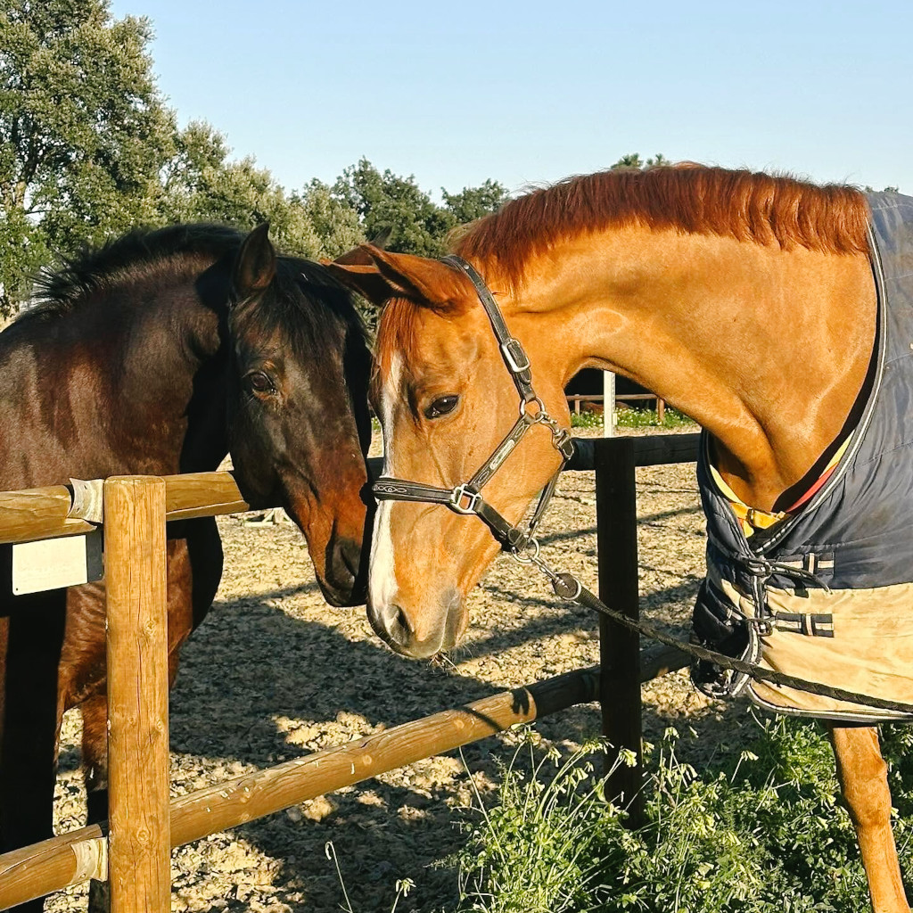 two horses eskimo kissing